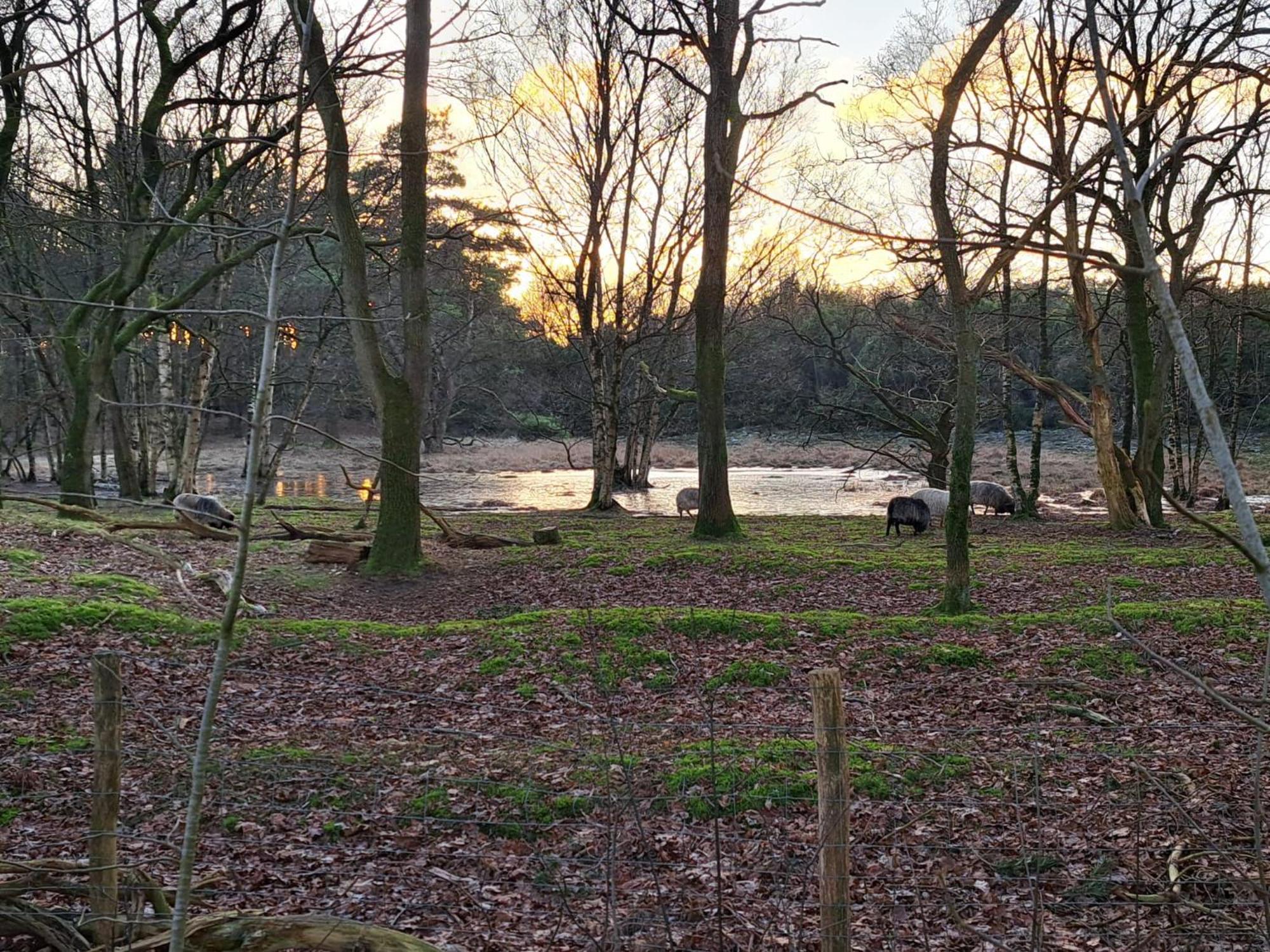 Natuurhuisje Meppen Bagian luar foto
