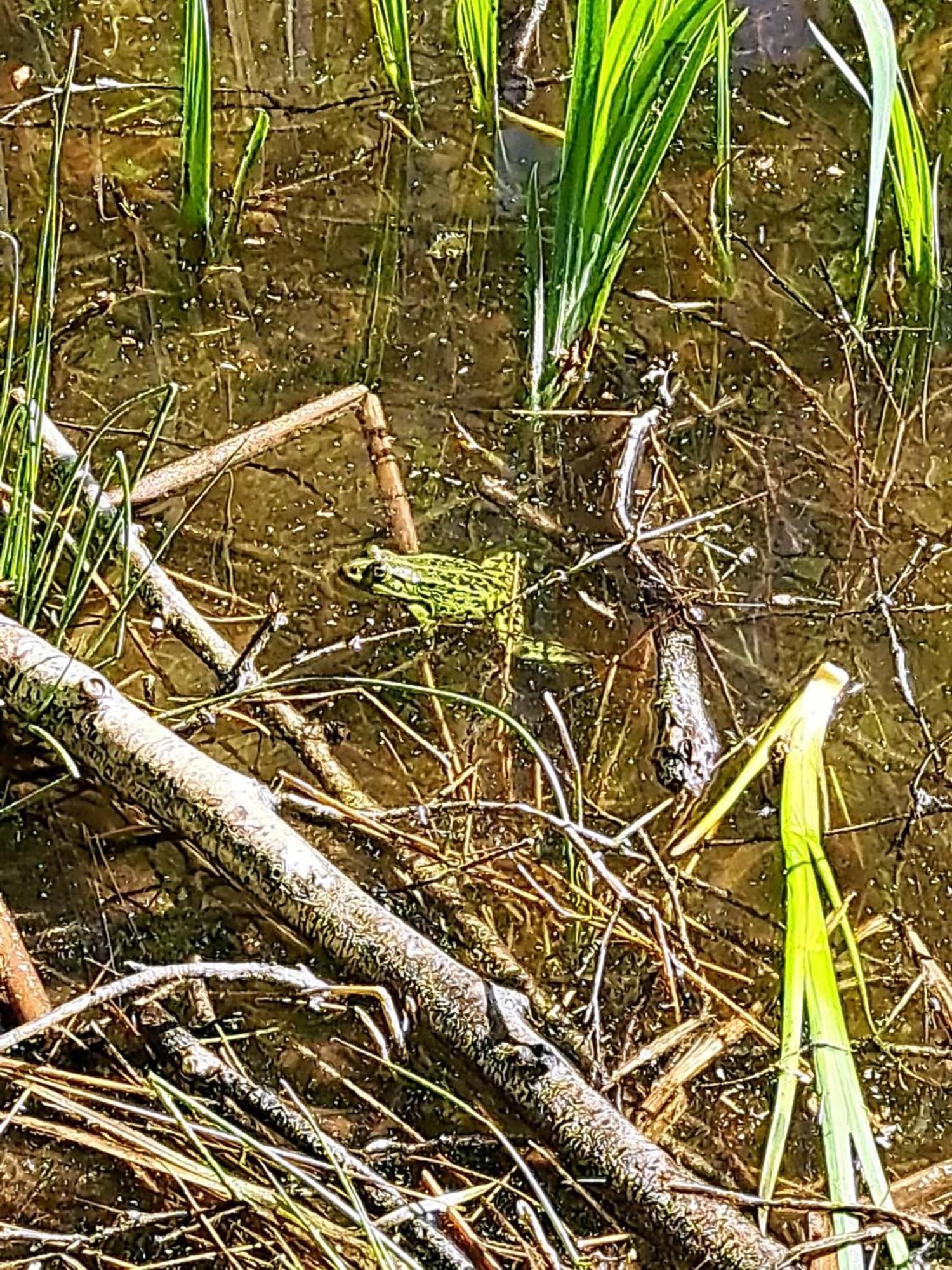 Natuurhuisje Meppen Bagian luar foto