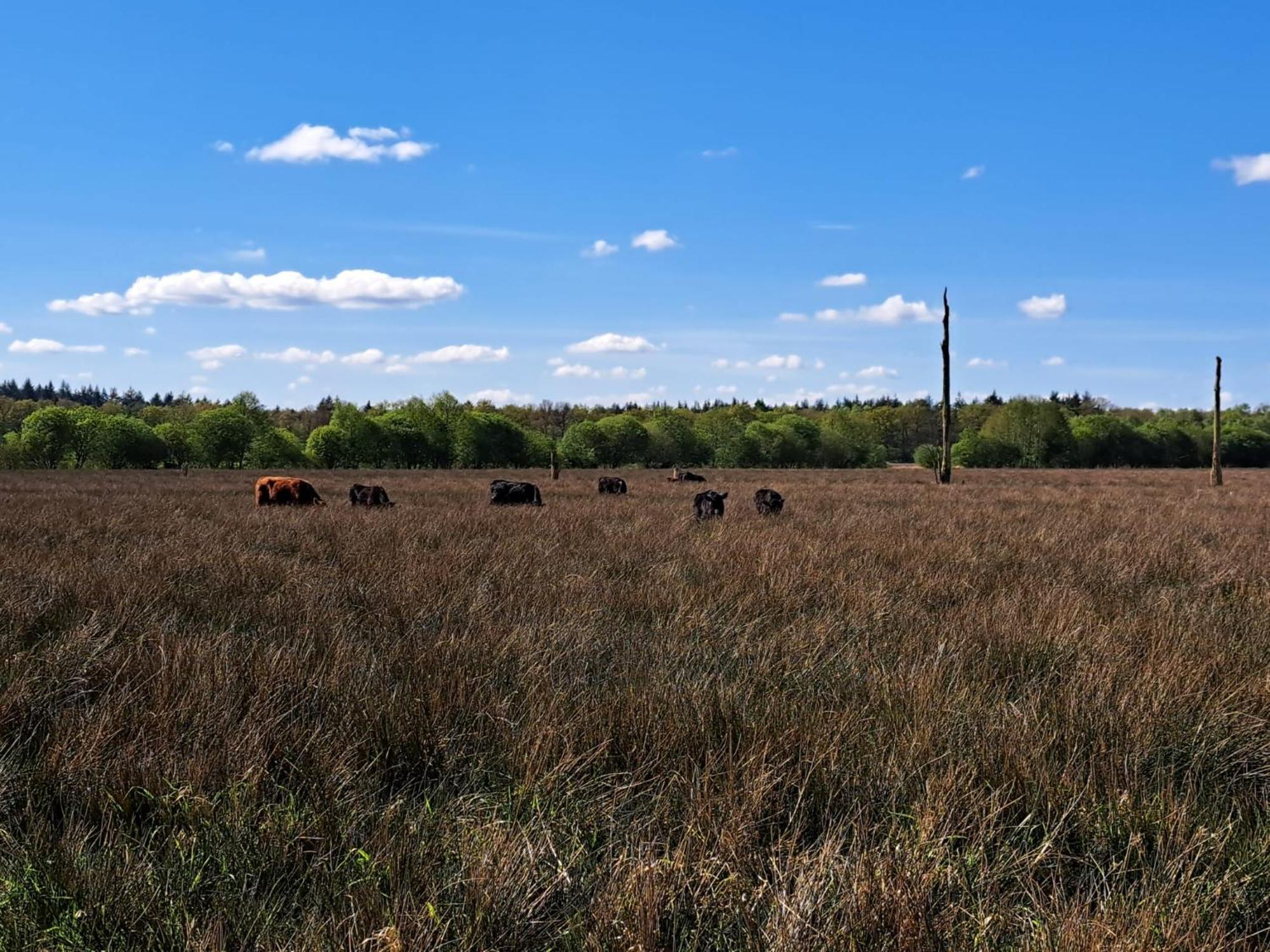 Natuurhuisje Meppen Bagian luar foto